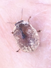 Paropsis atomaria