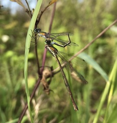 Lestes virens vestalis