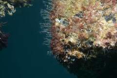 Ectopleura