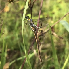 Lestes virens vestalis