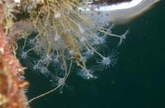 Ectopleura