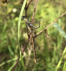 Lestes virens vestalis
