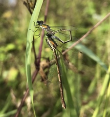 Lestes virens vestalis