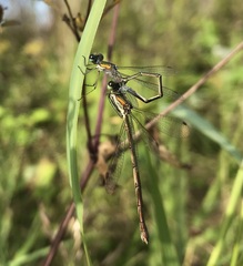 Lestes virens vestalis