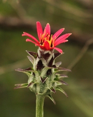 Mutisia coccinea