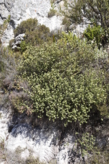 Phylica dioica