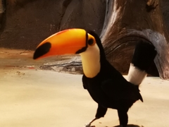 Ramphastos toco