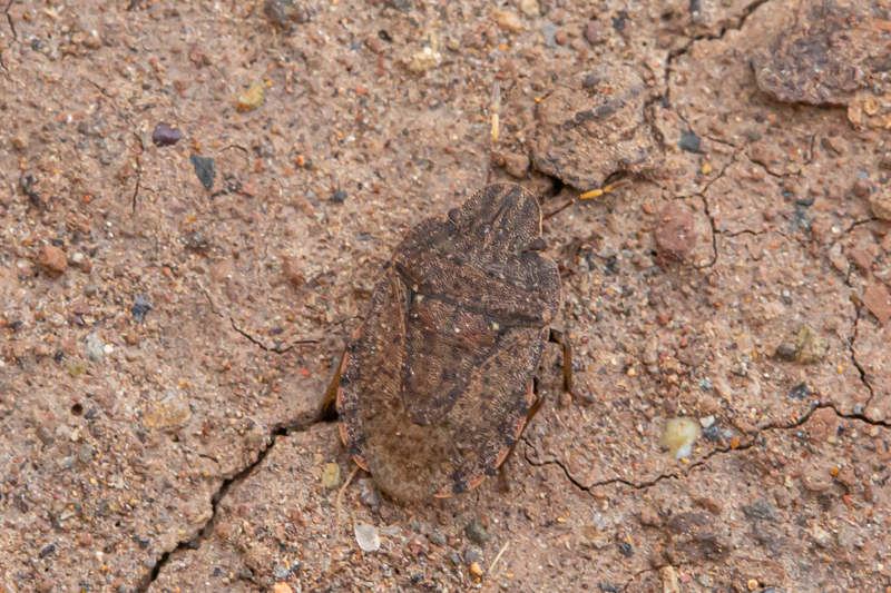 Sciocoris angularis