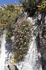 Lampranthus falciformis