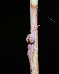 Helicarionidae