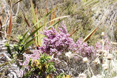 Erica hirtiflora