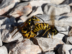 Vespula germanica