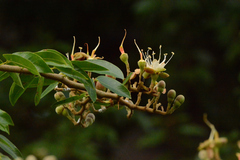 Hymenaea