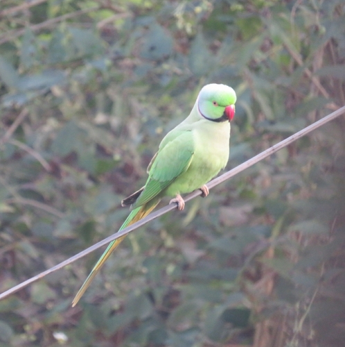 Rose-ringed Parakeet