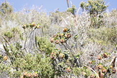 Liparia splendens splendens