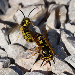 Vespula germanica