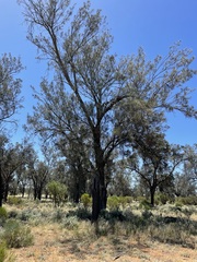 Allocasuarina luehmannii