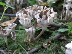 Craterellus undulatus