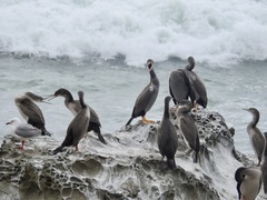 Phalacrocorax punctatus punctatus