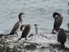 Phalacrocorax punctatus punctatus