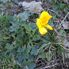Ranunculus bulbosus