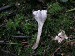Craterellus undulatus