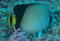 Chaetodon decussatus