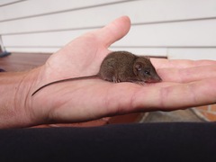 Antechinus stuartii