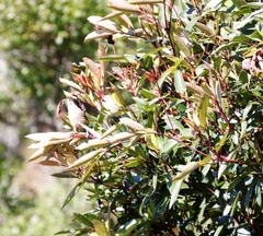 Sphenoeacus afer afer