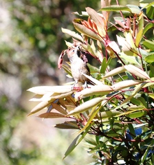 Sphenoeacus afer afer