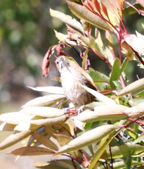 Sphenoeacus afer afer