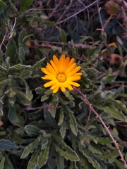Calendula officinalis