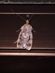 Barea exarcha