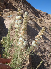 Reseda stenostachya