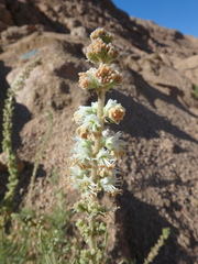 Reseda stenostachya