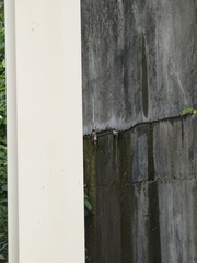 Pycnonotus sinensis formosae