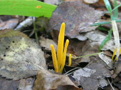 Clavulinopsis helvola