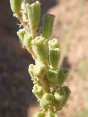 Reseda stenostachya
