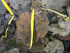 Clavulinopsis helvola