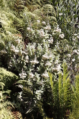 Helichrysum fruticans