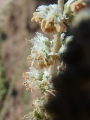 Reseda stenostachya