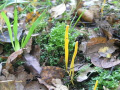 Clavulinopsis helvola