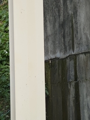 Pycnonotus sinensis formosae