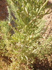 Reseda stenostachya