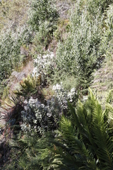 Helichrysum fruticans