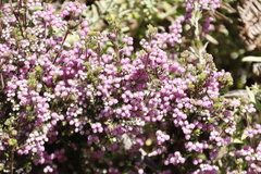 Erica hirtiflora
