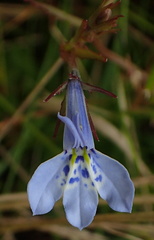 Lobelia flaccida