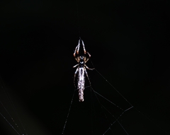 Cyclosa