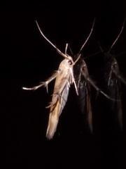 Stathmopoda