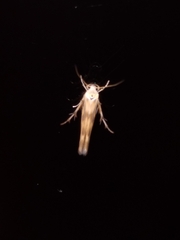 Stathmopoda